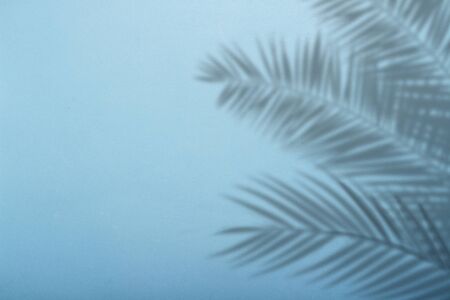 Shadow from palm leaves on a background of blue wall. Blue background, cardboard. Abstract image.の写真素材