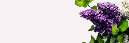Spring flower. Lilac branches on a white background. Copy space, flat, lay. Banner.の写真素材