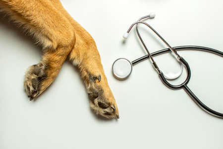 Dog paws and doctor's stethoscope on a light background. Concept veterinary clinic, shelter, veterinarian, animal assistance. Banner. Flat lay, top view.の写真素材