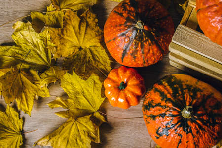 Pumpkins on a wooden background. Harvest concept, autumn, Halloween eve. Banner. Flat lay, top view.の写真素材