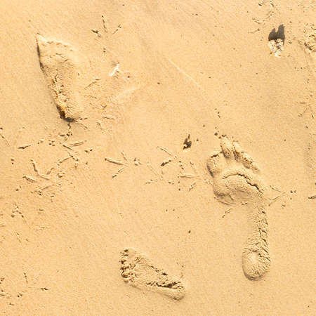 bird tracks and footprints of people on the sand of the beach. Top viewの写真素材
