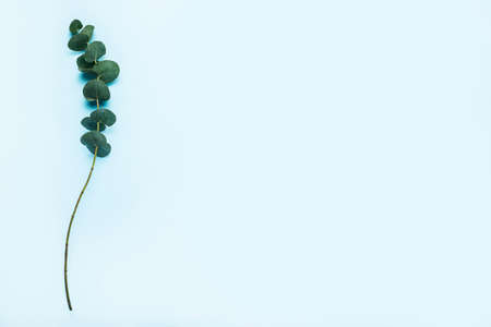 green branch of eucalyptus against blue background. Top view, flat lay.