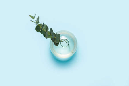 green branch of eucalyptus in a glass vase on a blue background. Top view, flat lay.の写真素材