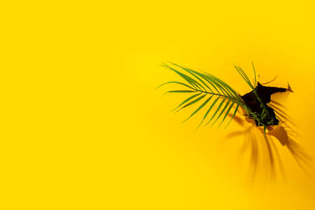 tropical green palm leaf in a hole in cardboard ripped yellow background.