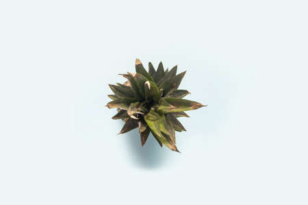 pineapple foliage from above on a blue background. Top view, flat lay.