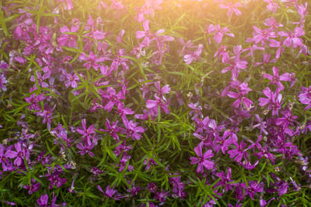 Wildflowers in sunlight. Summer concept. Banner.の写真素材