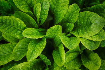 Green leaf texture. Leaf texture background. Banner. Flat lay, top view.