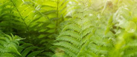 Forest fern in sunlight after rain. Can be used as background or wallpaper. Banner.