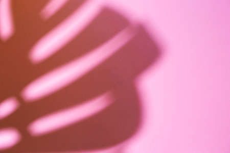 shadow of tropical plant leaf on pink background. Top view, flat lay.