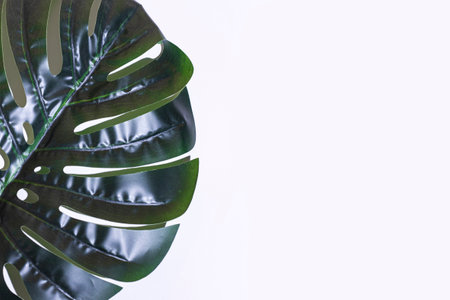 green leaf of monstera on a light background. Top view, flat lay.の写真素材