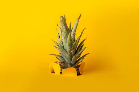 green pineapple foliage breaks a hole in yellow cardboard background.の写真素材