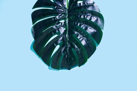 green leaf of monstera on a blue background. Top view, flat lay.