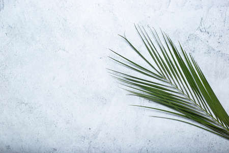 Green leaf of a palm tree on a concrete background. Top view, flat lay.の写真素材