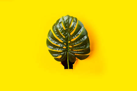 Green leaves of monstera and palm trees in a hole of torn cardboard yellow background. Top view,...