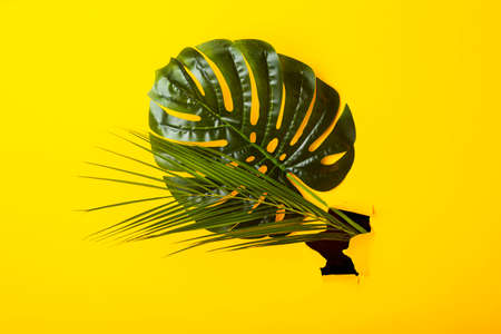 Green leaves of monstera and palm trees in a hole of torn cardboard yellow background. Top view, flat lay.の写真素材