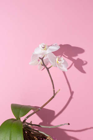 Beautiful branch of blooming white orchid on a pink background.の写真素材