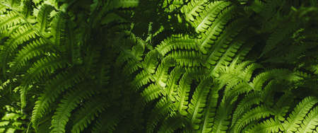 Fern leaves in the forest under the rays of the sun. Banner.の写真素材