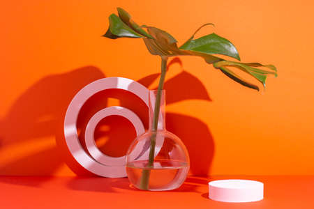Podiums white circles and an oval for presentation and a monstera leaf in a flask on a red background.の写真素材