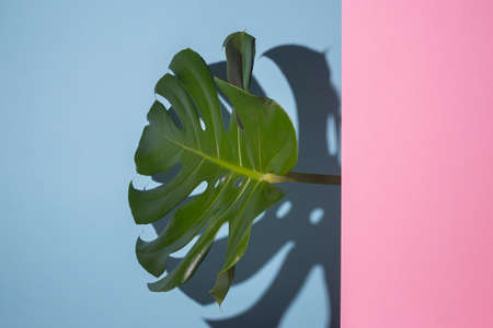 Green leaf monstera looks with cardboard pink background looks on a blue background. Top view, flat lay.の写真素材