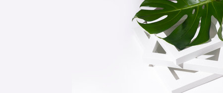 A fresh tropical green monstera leaf on a white background lies on a white podium frame. Banner.の写真素材