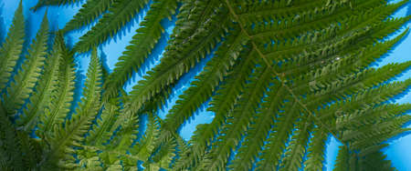 Green fern leaves on a blue water background under natural light. Top view, flat lay. Banner.の写真素材