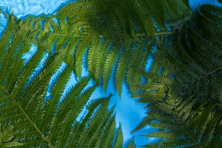 Green fern leaves on a blue water background under natural light. Top view, flat lay.