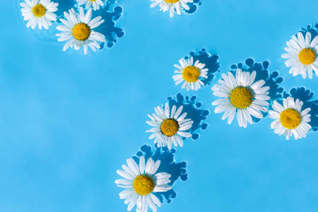 Chamomile flowers on a background of blue water. Top view, flat lay.の写真素材