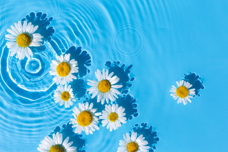 Chamomile flowers on a blue water background with concentric circles from a drop. Top view, fat lay.