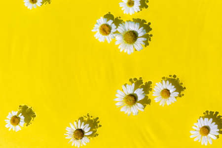 Chamomile flowers on a yellow water background. Top view Flat lay.
