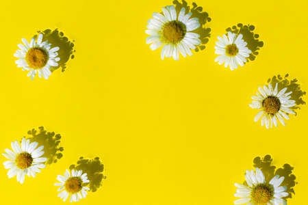 Chamomile flowers on a yellow water background. Top view Flat lay.の写真素材