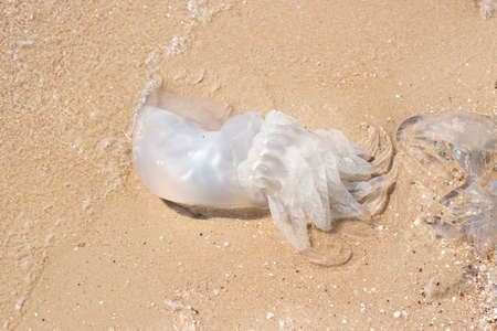 Huge jellyfish on a sandy beach. Invasion of jellyfish. Top view, flat lay.