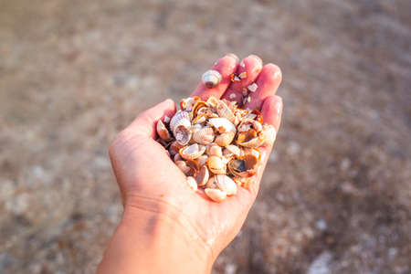 Female hand holding a lot of shells on a beach background.の写真素材