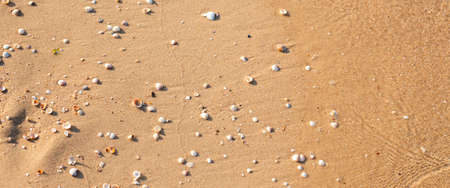 Beautiful seashells on the sandy beach. Top view, flat lay. Banner.の写真素材