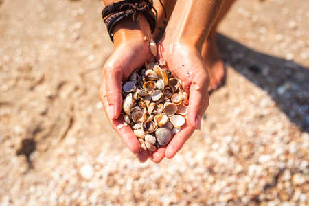 Seashells in female hands on the background of the beach. Top view, flat lay.の写真素材