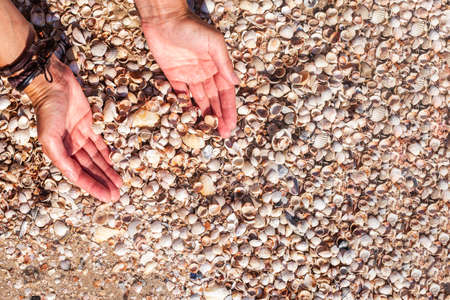Seashells in a female palm on the background of the sea. Top view, flat lay.