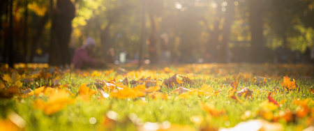 In the autumn forest on the grass leaves in sunlight. Banner.