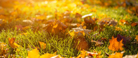 Autumn leaves on green grass in the park in sunbeams. Banner.の写真素材