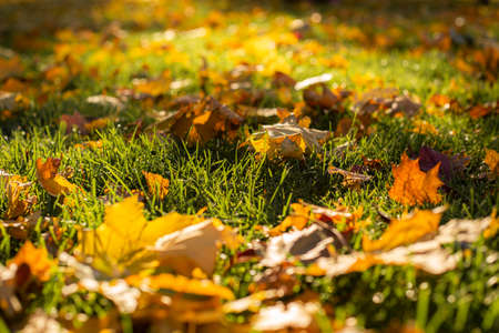 Autumn leaves on green grass in the park in sunbeams.の写真素材