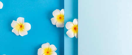 Frangipani flowers on a folded blue paper background. Top view, flat lay. Banner.