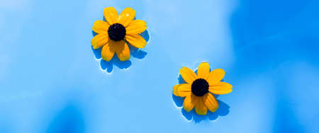 Yellow flowers on a blue water background under natural light. Top view, flat lay. Banner.