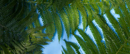 Green fern leaves on a blue water background under natural light. Top view, flat lay. Banner.