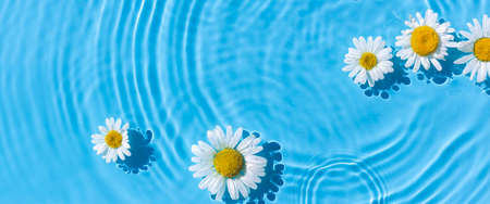 Chamomiles on a background of blue water under natural light. Top view, flat lay. Banner.の写真素材