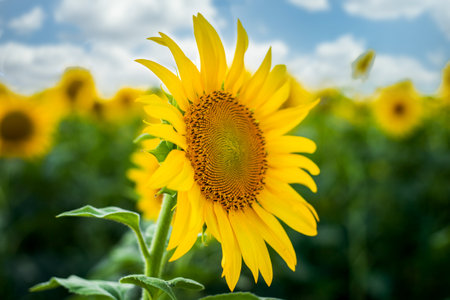 Close-up sunflower against blue sky and field of sunflowers.の写真素材