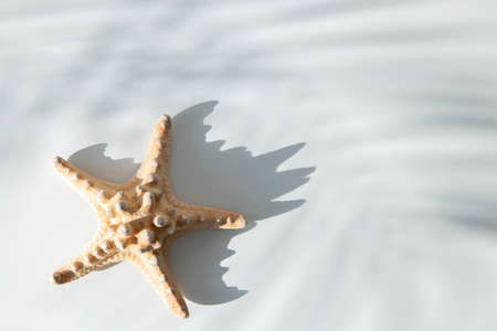 Starfish under the shadow of palm leaves on a white background. Top view, flat layの写真素材
