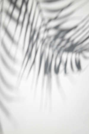 Shadow of palm leaves on a white background. Top view, flat lay