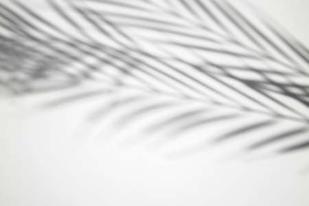 Shadow of palm leaves on a white background. Top view, flat layの写真素材