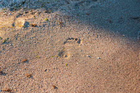 Footprint on the sandy beach at sunset. Top view, flat lay.