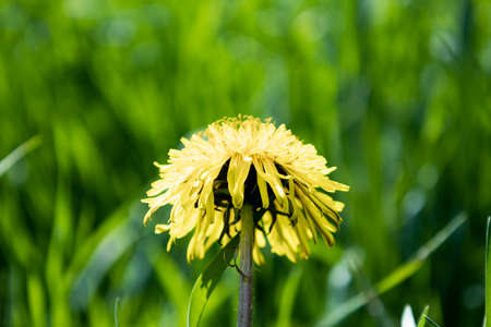 Blooming yellow dandelion flower on green grass background day side view