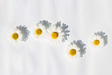 Chamomile flowers floating on the water. Top view, flat lay.の写真素材