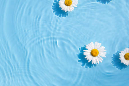 Chamomile flowers are floating, stains from a drop on the water. Top view, flat lay.の写真素材